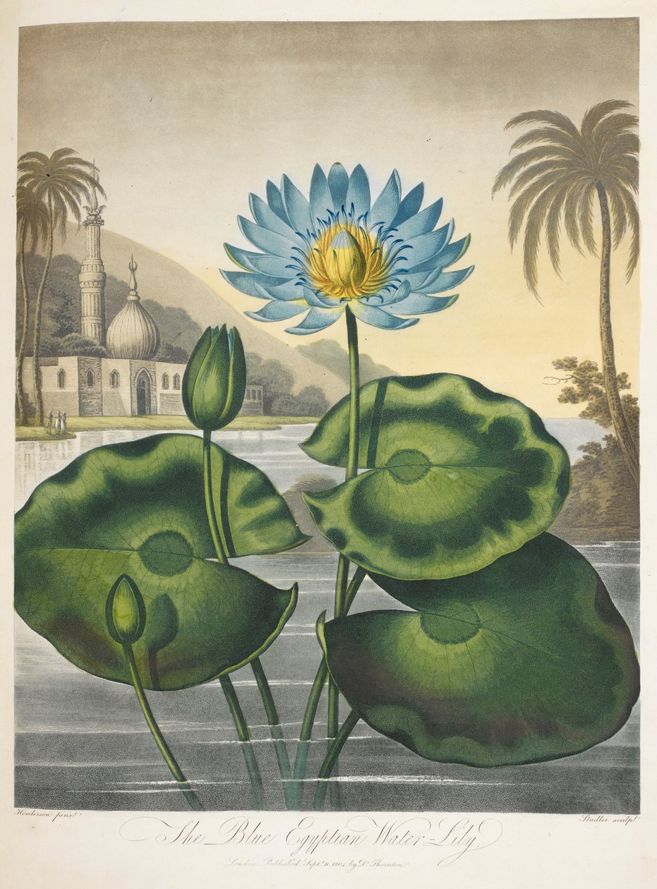 Nymphaea Caerulea, blå egyptisk nøkkerose af English School