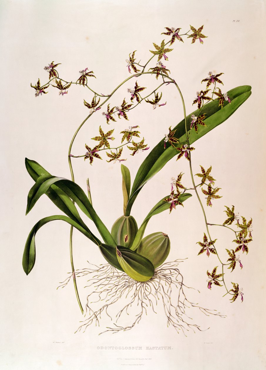 Odontoglossum Hastatum (håndfarvet gravering) af English School