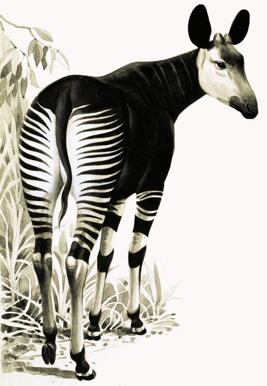Okapi af English School