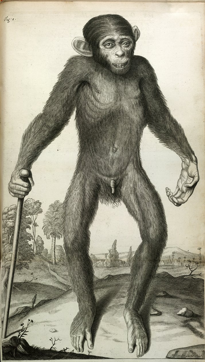 Orang-Outang, sive Homo Sylvestris: eller en pygmies anatomi sammenlignet med en abe, en abe og en mand...