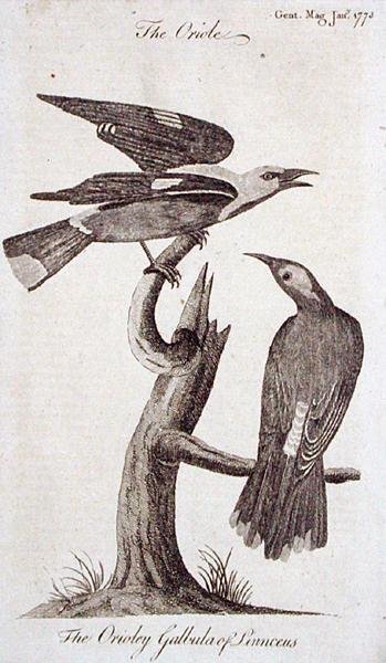 Oriole, fra 