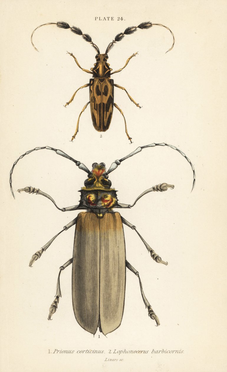 Orthomegas cinnamomeus Prionus corticinus 1 og Batus barbicornis, Lophonocerus barbicornis 2 af English School
