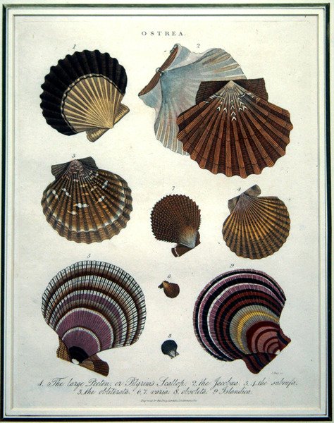 Ostrea, illustration fra 