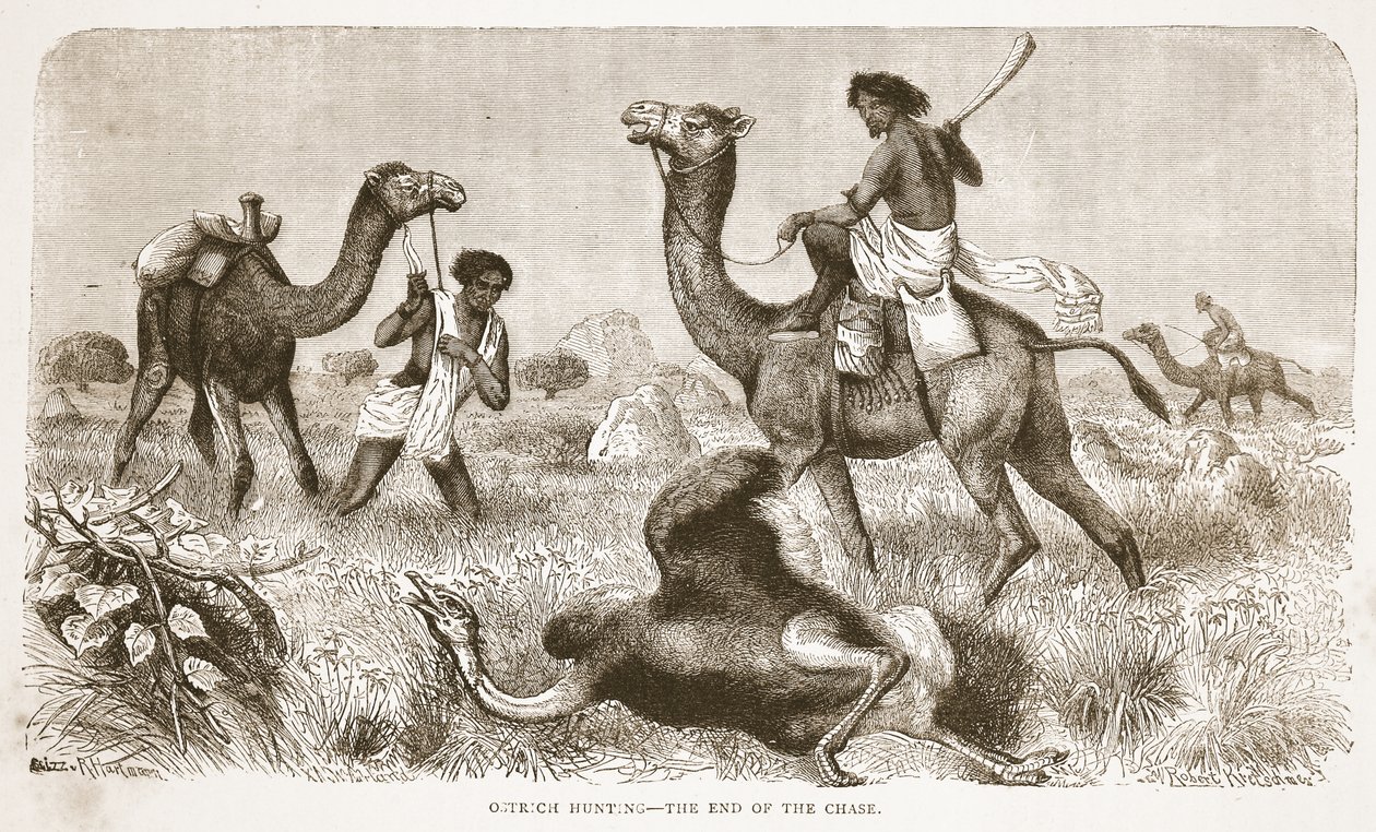 Strudsejagt - slutningen af jagten, illustration fra The Pictorial Edition of the Life and Discoveries of David Livingstone af J. Ewing Richie, pub. af A. Fullarton & Co., 1876 af English School