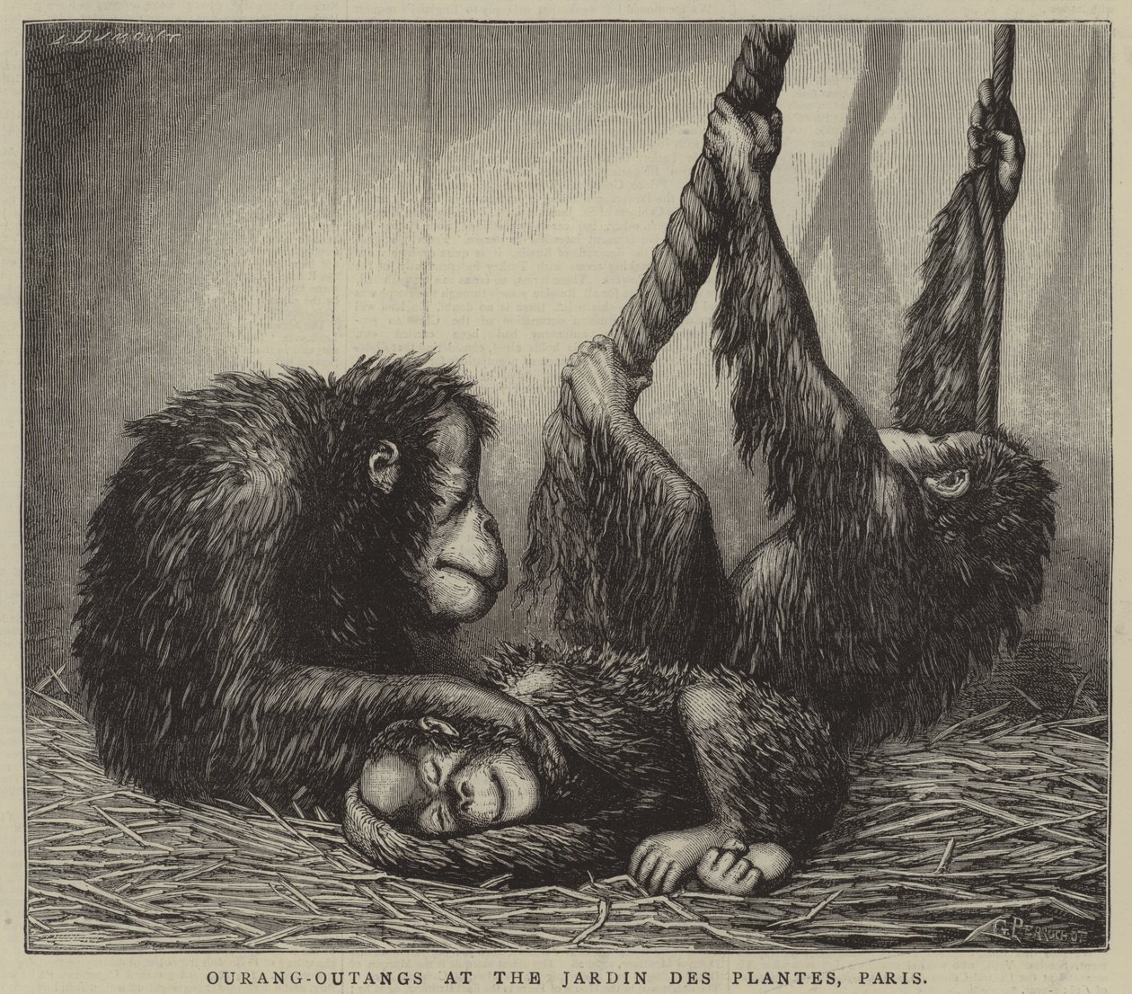 Ourang-Outangs i Jardin des Plantes, Paris (kobberstik) af English School