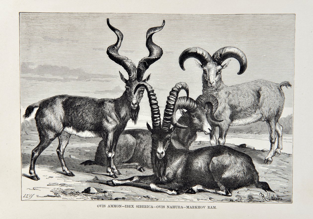 Ovis Ammon - Ibex Siberica - Ovis Nabura - Markhov Ram, illustration fra The Universal Geography, the Earth and its inhabitants af Elisee Reclus, udgivet 1878 af English School