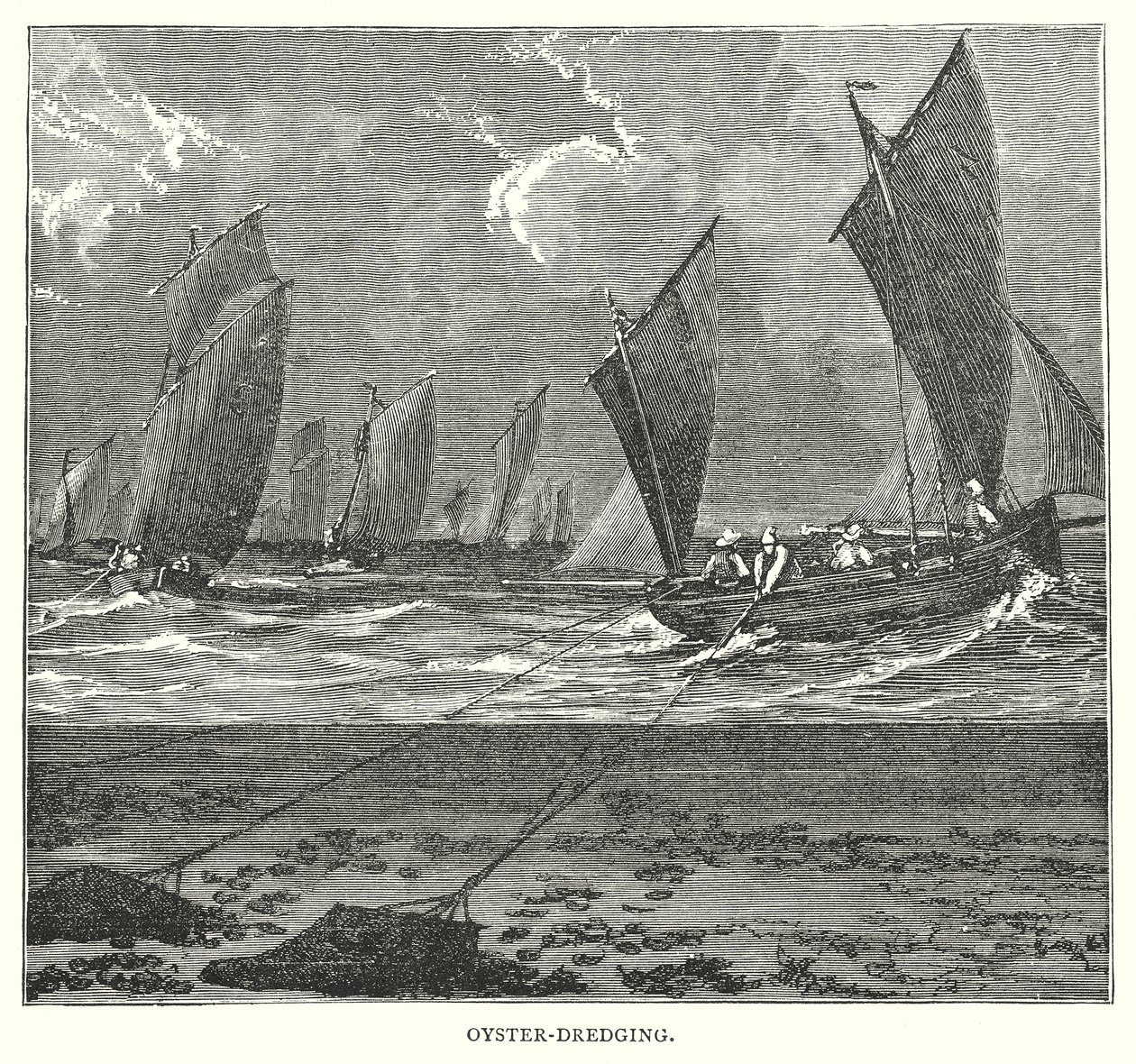 Uddybning af østers (gravering) af English School