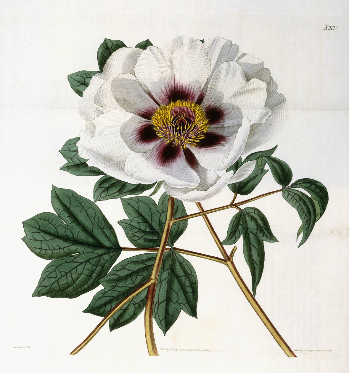 Paeonia suffruticosa Andr. var. valmuer, 1788-1896 af English School