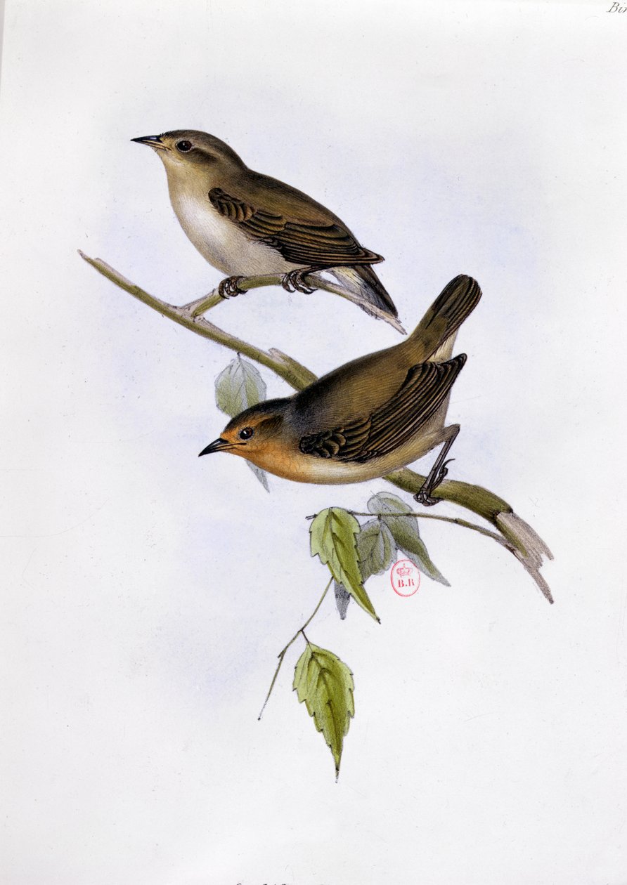 Par Certhidea Olivacea, illustration fra The Zoology of the Voyage of H.M.S. Beagle, 1832-36, af Charles Darwin (1809-92), 1840 af English School
