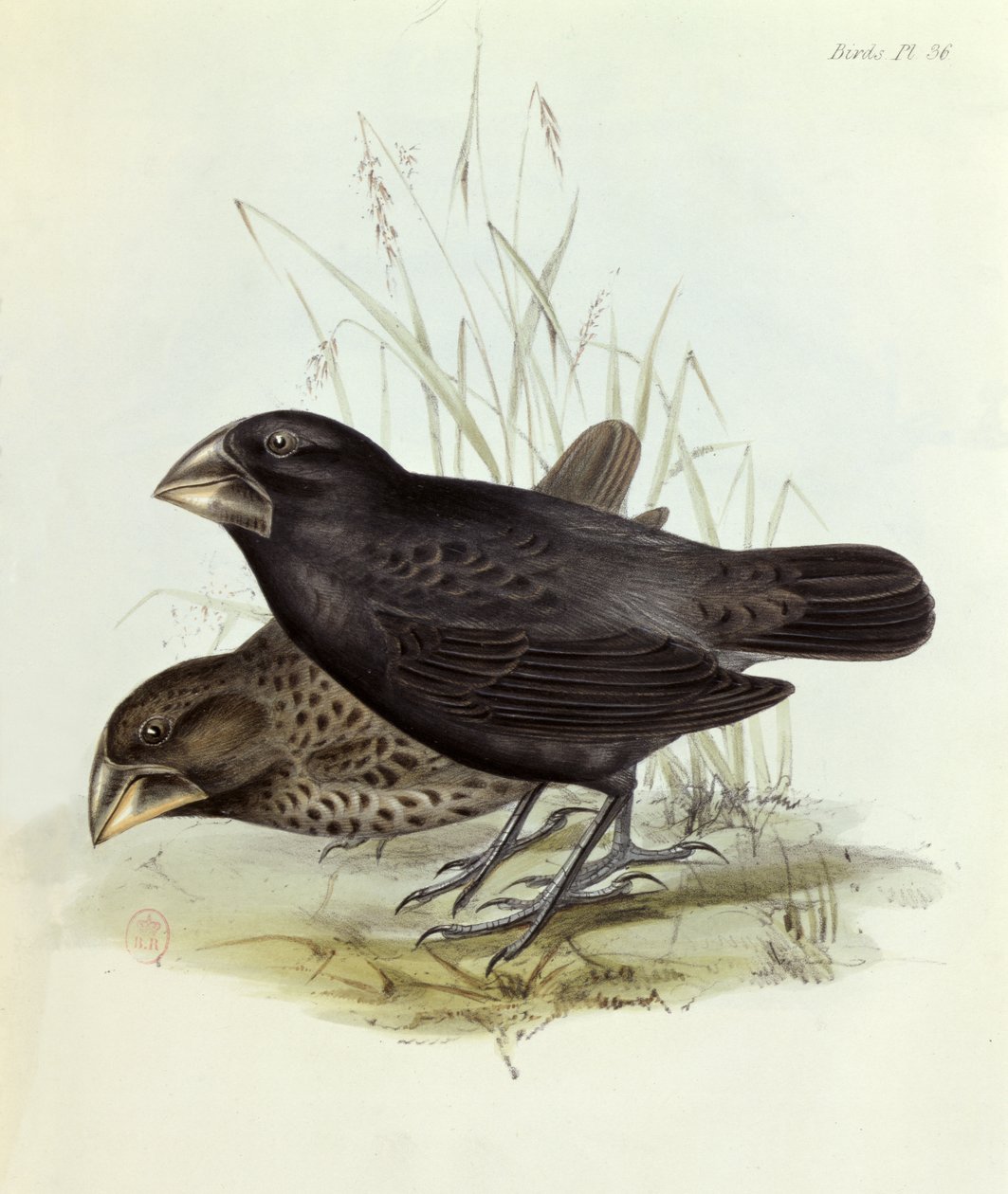 Par Geospiza Magnirostris, fra The Zoology of the Voyage of H.M.S. Beagle 1832-36 af Charles Darwin (1809-92), 1840 London af English School