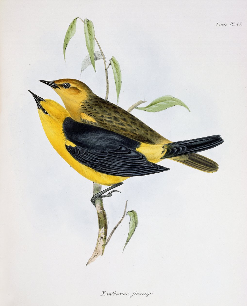 Par Xanthornus Flaviceps, illustration fra Zoology of the Voyage of H.M.S. Beagle, 1832-36, af Charles Darwin (1809-92), 1840 af English School