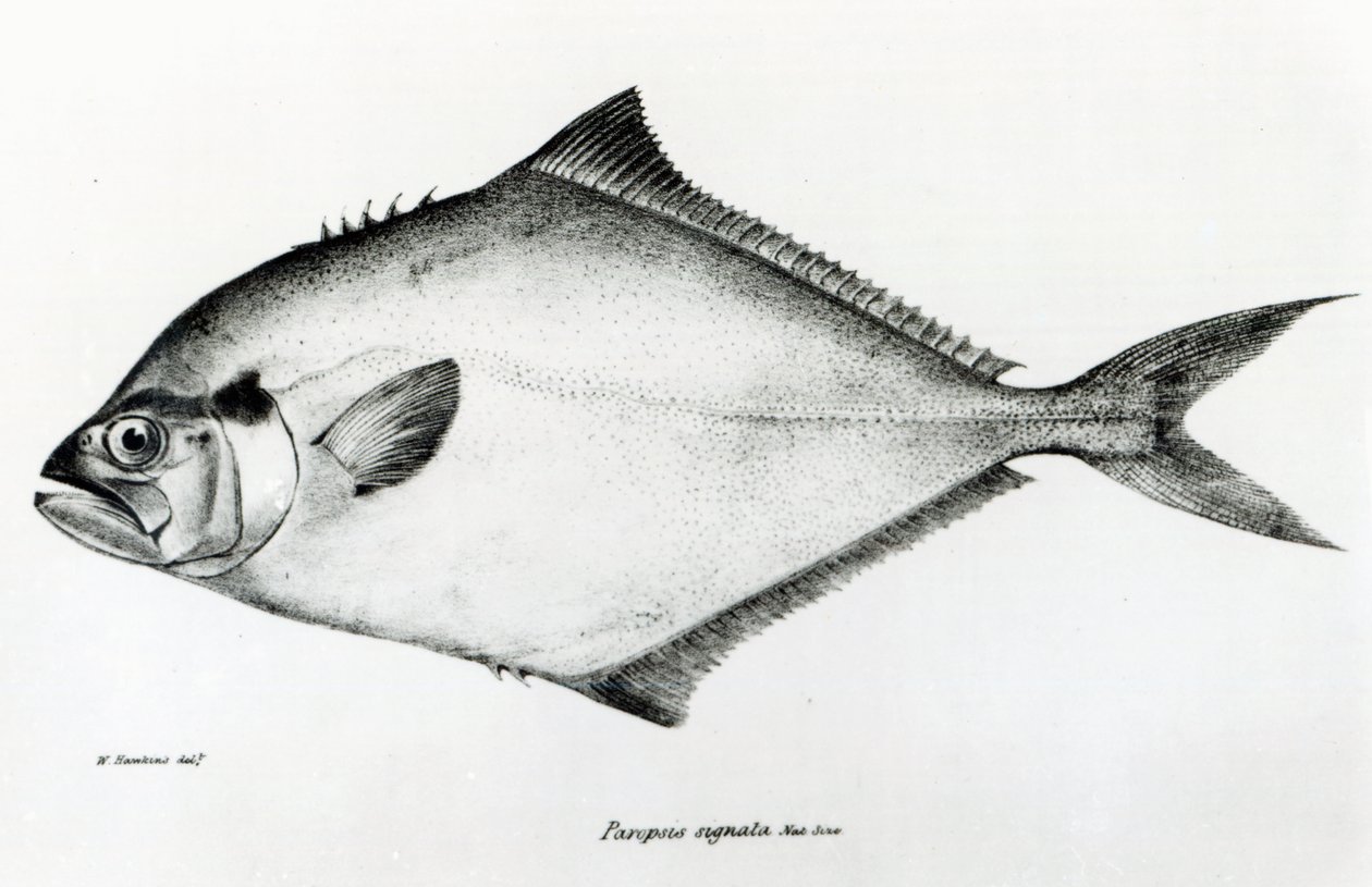 Paropsis Signata, plade 13 fra 