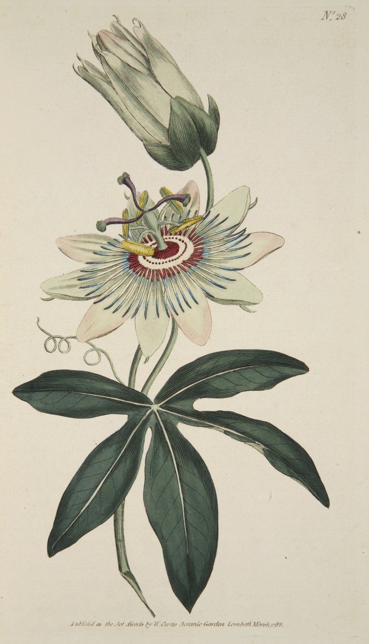 Passiflora Caerulea (Common Passion Flower), fra The Botanical Magazine eller Flower Garden Displayed, pub. 1786 (håndfarvet gravering) af English School