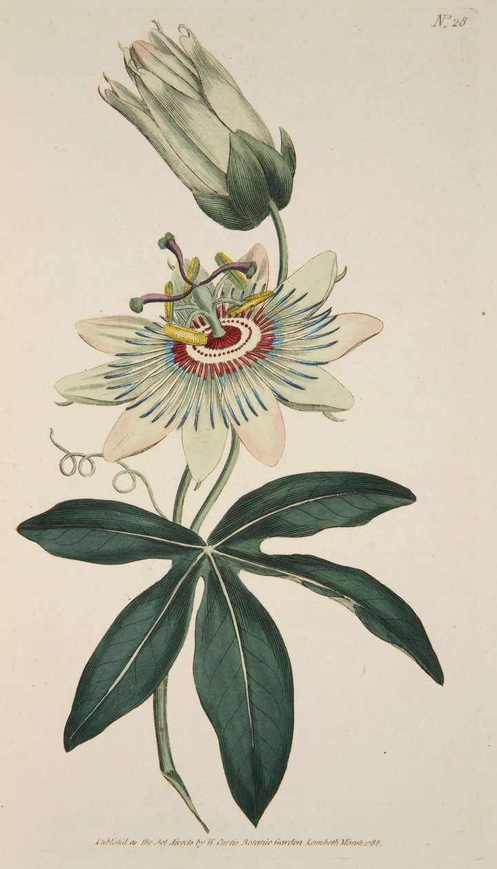 Passiflora Coerulea Common Passion Flower, pub. 1786 håndkoloreret gravering. af English School