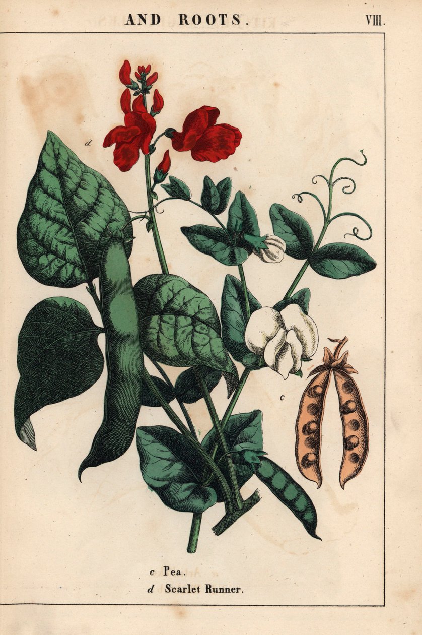 Ærter og bønner med skarlagenrøde og hvide blomster.   , fra "The Instructive Picturebook, or Lessons from the Vegetable World," [Charlotte Mary Yonge], Edinburgh af English School