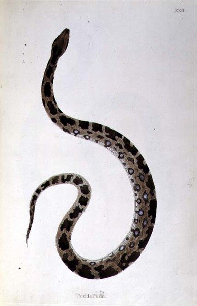 Pedda Poda-slange fra "An Account of Indian Serpents collected from the Coast of Coromandel" af Patrick Russell, London af English School