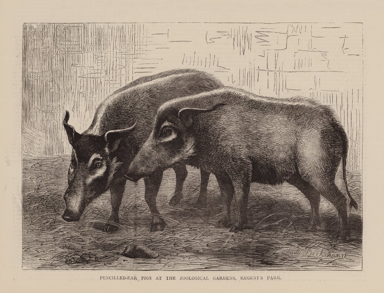 Pencilled-Ear Pigs at the Zoological Gardens, Regents Park (kobberstik) af English School