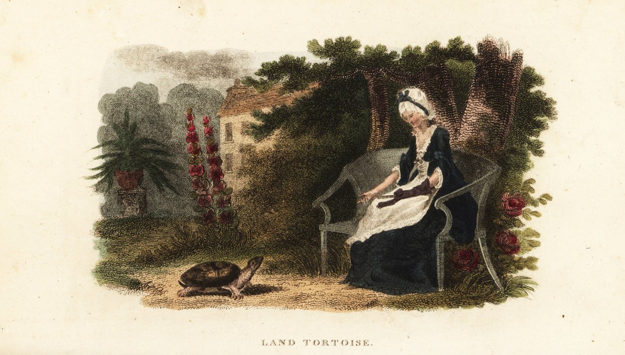 Kæledyrskildpadde med sin velgørerinde gennem 30 år, en gammel dame, i en muret have nær Lewes, Sussex af English School
