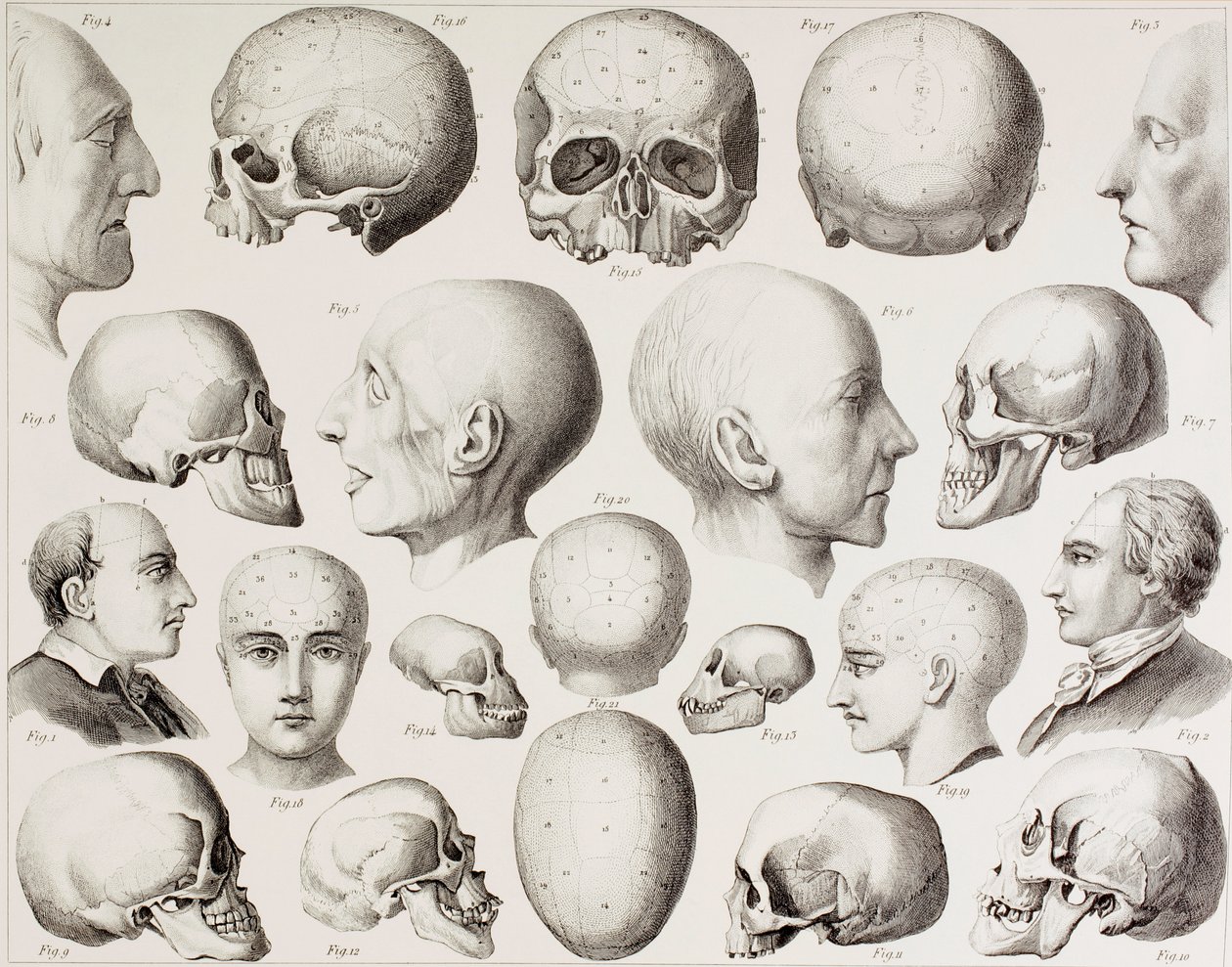Frenologisk illustration, der viser hjernens psykologiske relationer, fra et tryk fra det 19. århundrede af English School