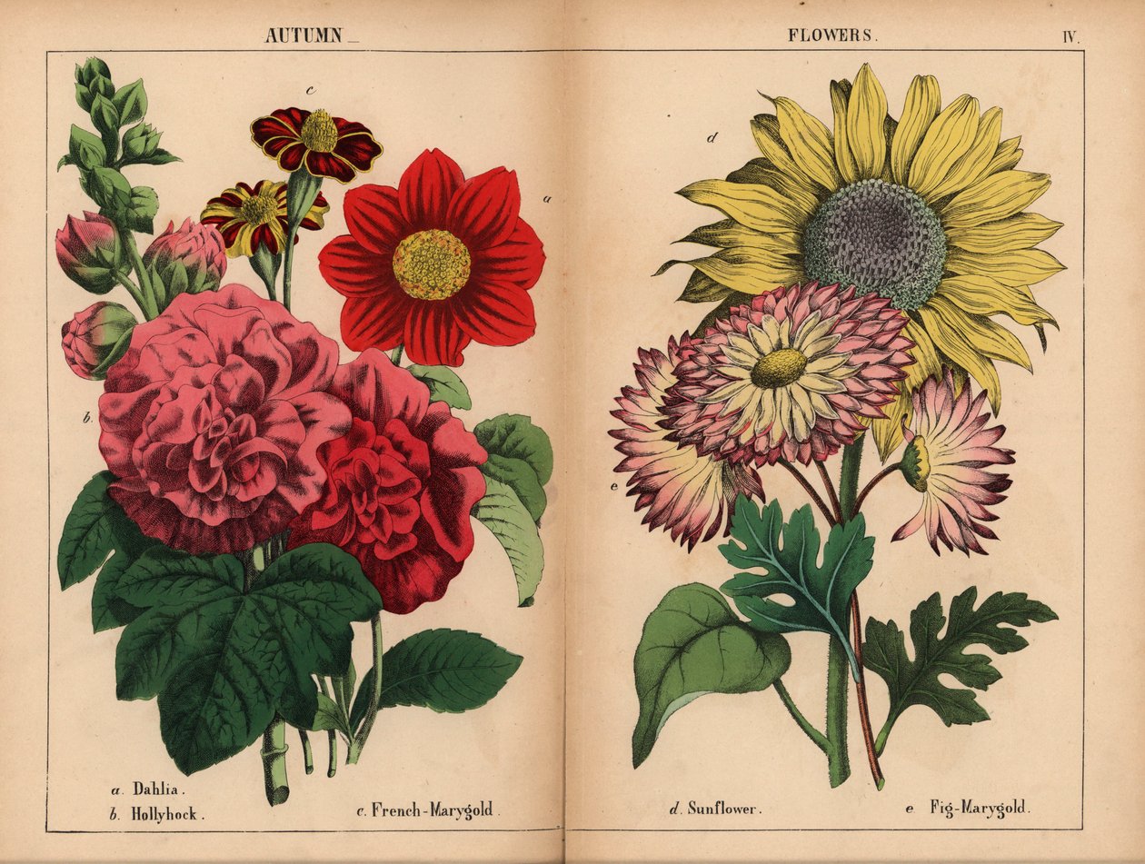 Lyserød dahlia, crimson og gul fransk marygold, skarlagen stokrose, gul solsikke, pink og citrongul figen-marygold, fra "The Instructive Picturebook, or Lessons from the Vegetable World," [Charlotte Mary Yonge], Edinburgh af English School