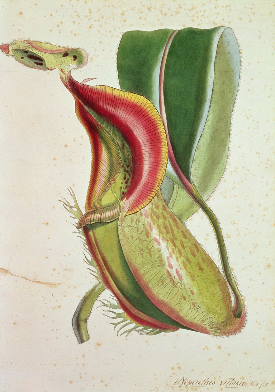 Kandeplante: Nepenthes villosa (insektædende), signeret H.K (farvelitografi) af English School
