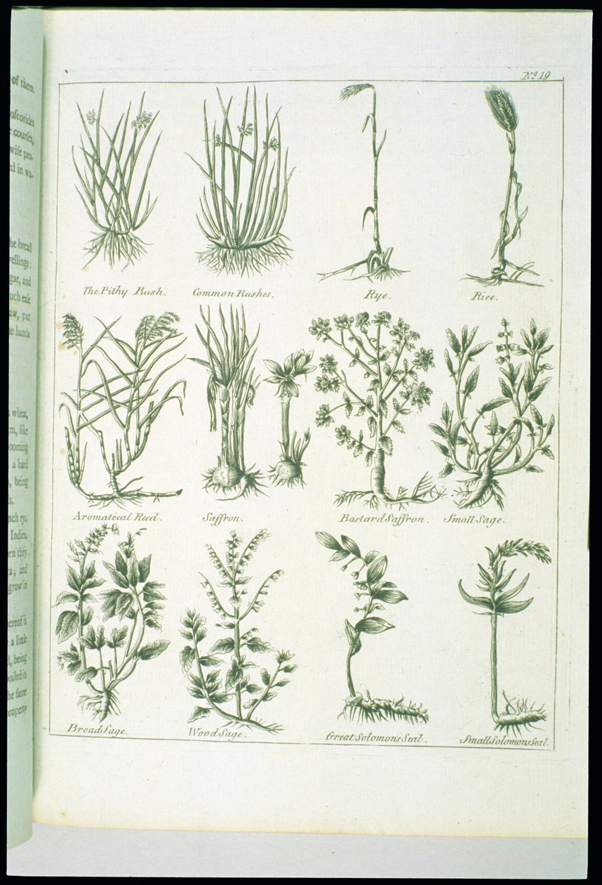 Plants from Culpepers English Physician and Complete Herbal, udgivet 1790 af English School