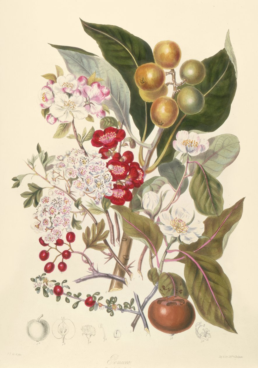 Pomaceae, Æblestammen af English School