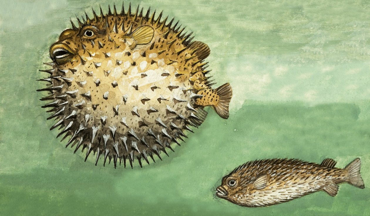 Hulepindsvinets fisk af English School