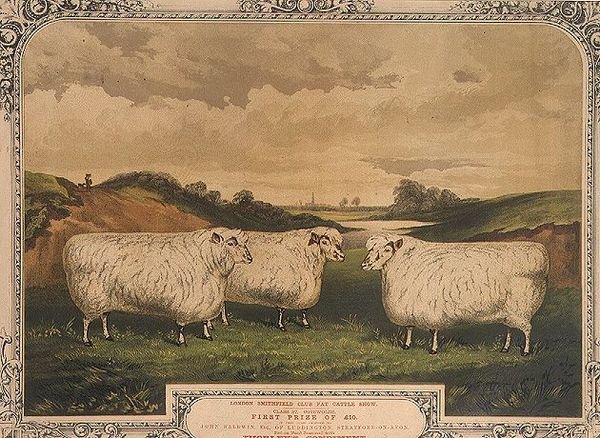 Pris Cotswold-får, fodret med mad krydret med Thorleys krydderi, til minde om London Smithfield club fede kvægshow, indgraveret af M. Gauci (fl.1810-46) c.1840 (litho) af English School