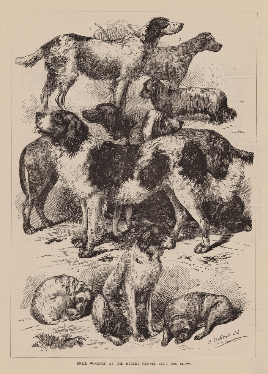 Præmievindere ved Kennelklubbens seneste hundeudstilling (gravering) af English School