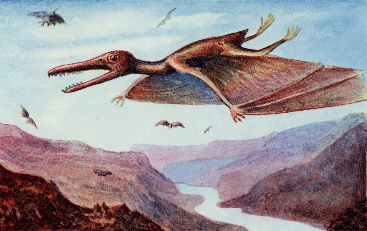 Pterodactyl, fra 