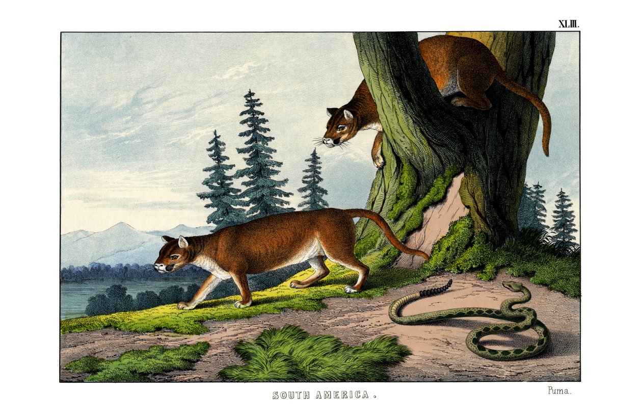 Puma af English School