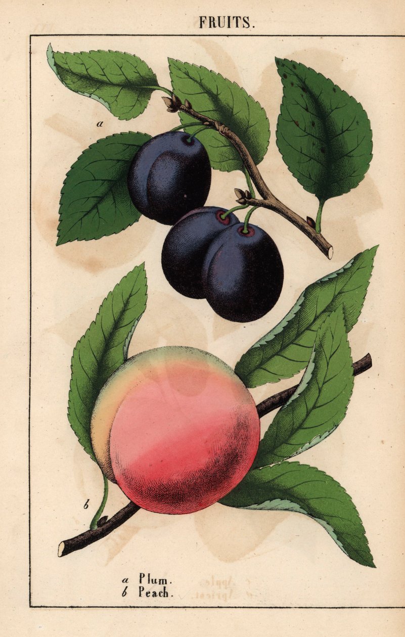 Lilla-sorte blommer og lyserød fersken   , fra "The Instructive Picturebook, or Lessons from the Vegetable World," [Charlotte Mary Yonge], Edinburgh af English School