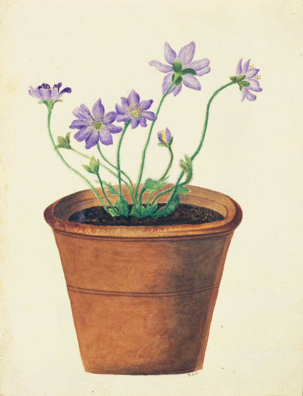 Lilla blomster i en terrakottapotte, ca. 1825 (wc på papir) af English School