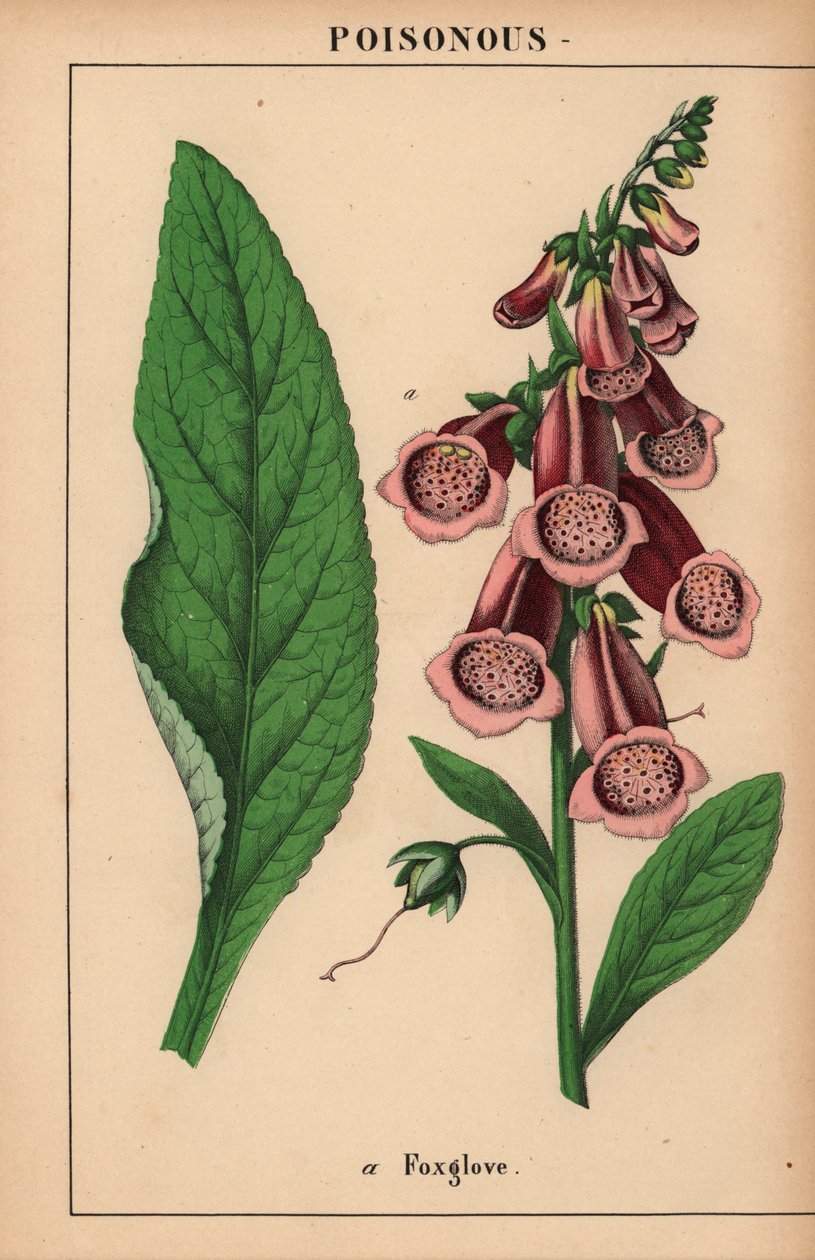 Lilla fingerbøtte  , fra "The Instructive Picturebook, or Lessons from the Vegetable World," [Charlotte Mary Yonge], Edinburgh af English School
