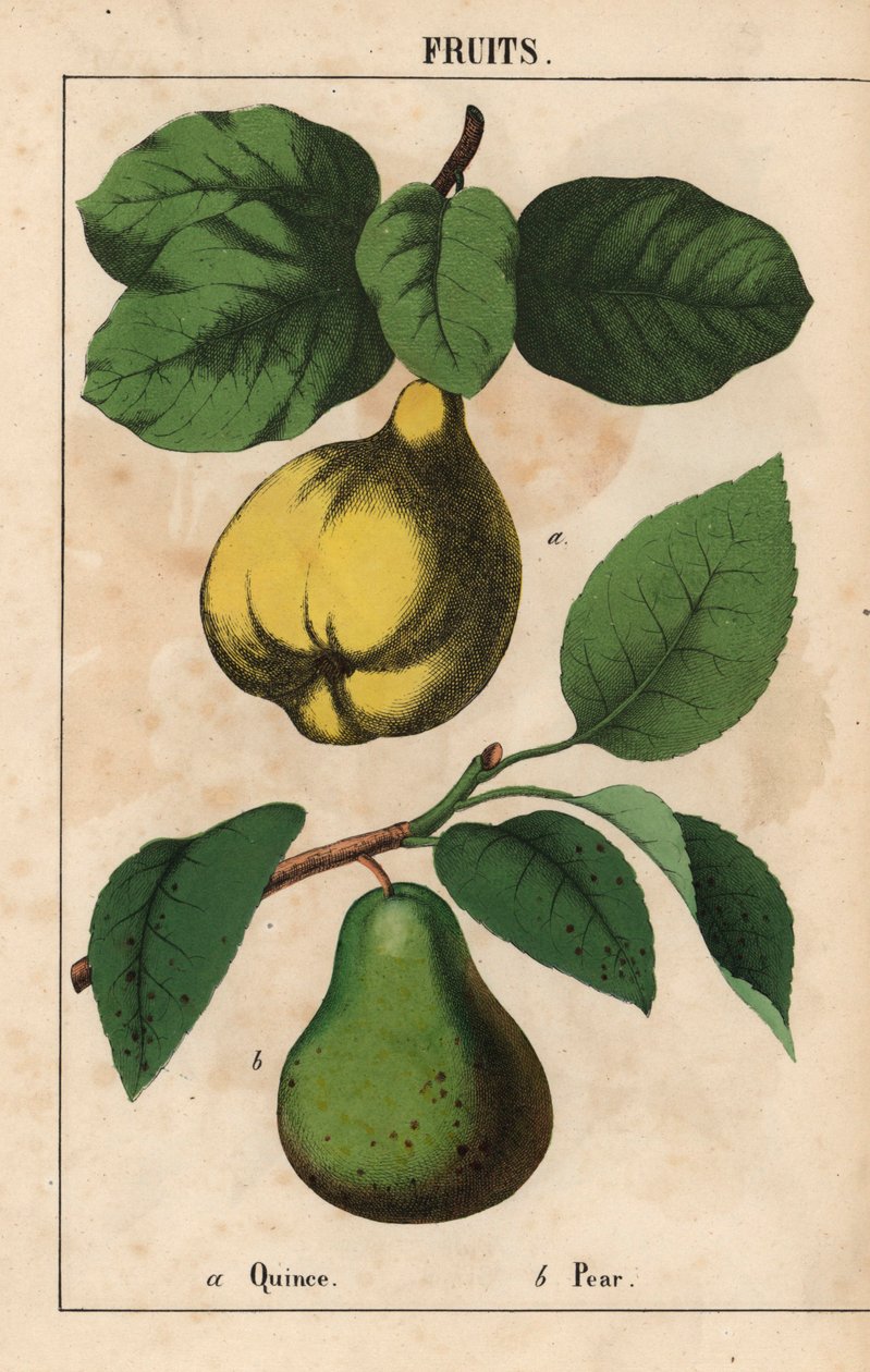 Kvæde og pære  , fra "The Instructive Picturebook, or Lessons from the Vegetable World," [Charlotte Mary Yonge], Edinburgh af English School