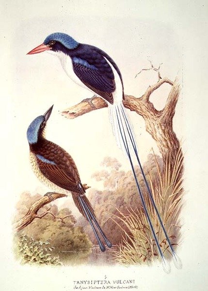 Rakethalet isfugl, fol. 12 Vol III, fra 