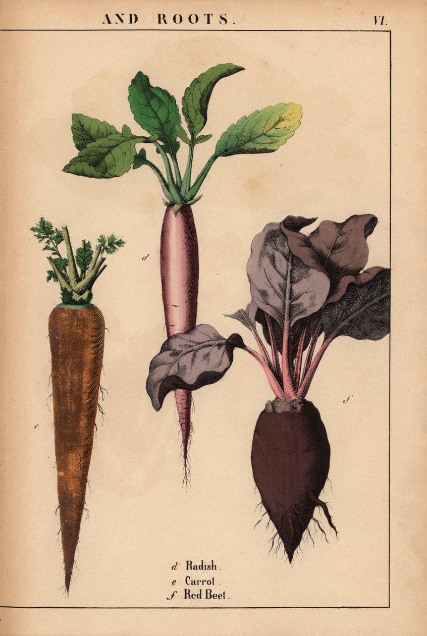 Radise, gulerod og rødbede.  , fra "The Instructive Picturebook, or Lessons from the Vegetable World," [Charlotte Mary Yonge], Edinburgh af English School
