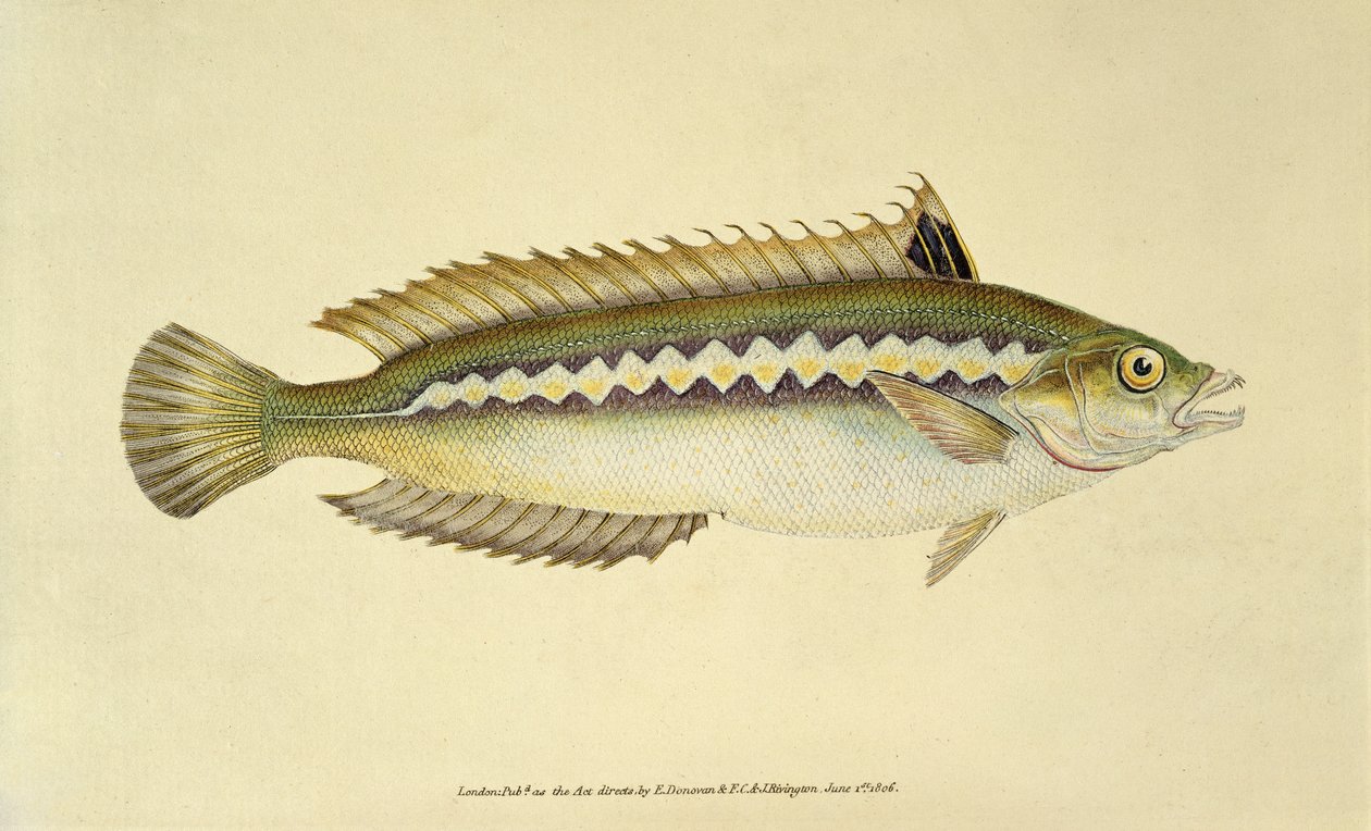 Rainbow Wrasse, Pl.96 fra "The Natural History of British Fishes", udgivet af E. Donovan og F.C.  J. Rivington af English School