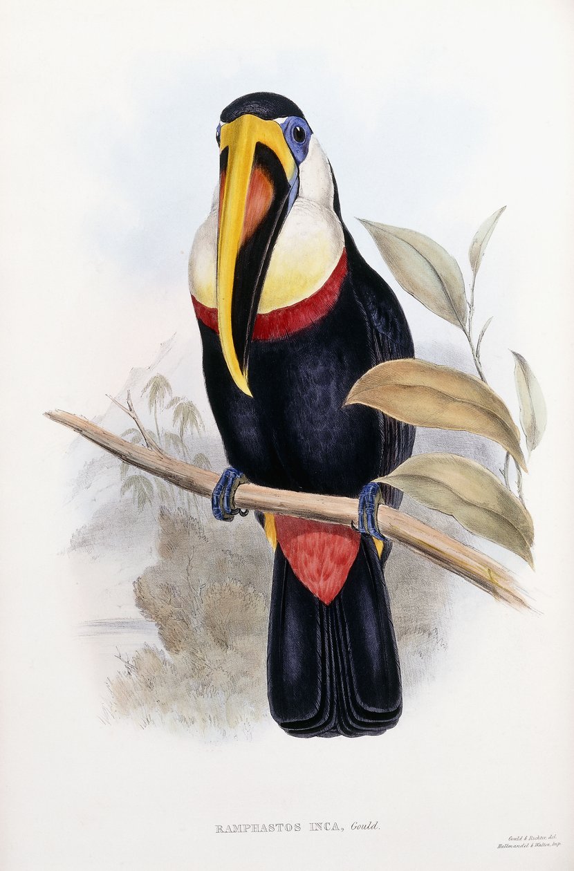 Ramphastos Inca af English School