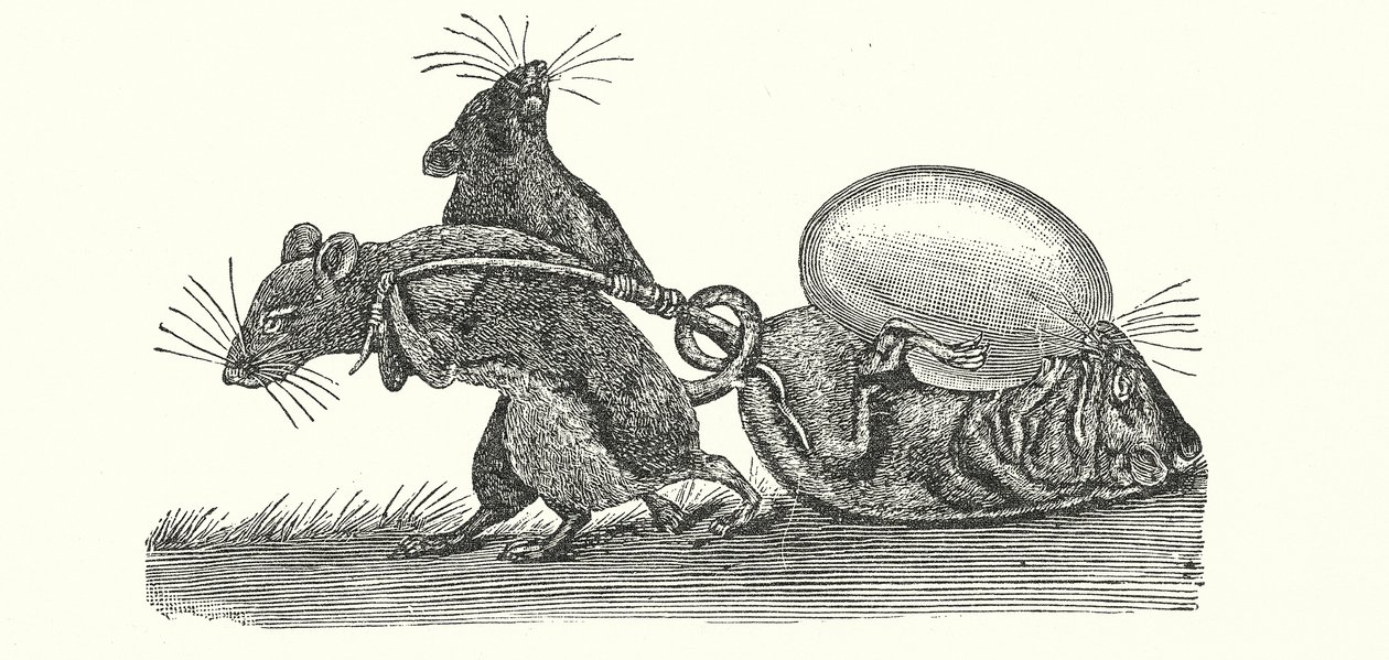 Rotter bærer et æg hjem (gravering) af English School