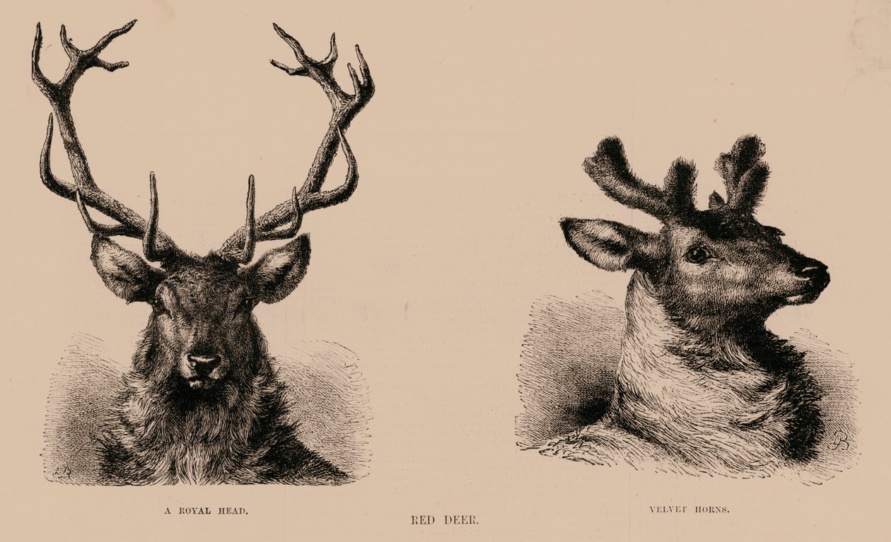 Red Deer (indgravering) af English School