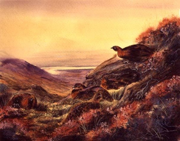 Red Grouse in Moorland, ca. 1890 (akvarel på papir) af English School