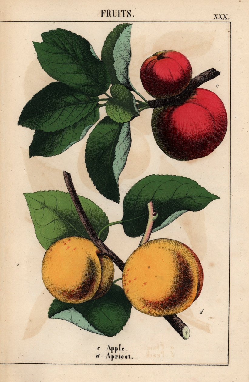 Røde æbler og abrikoser   , fra "The Instructive Picturebook, or Lessons from the Vegetable World," [Charlotte Mary Yonge], Edinburgh af English School