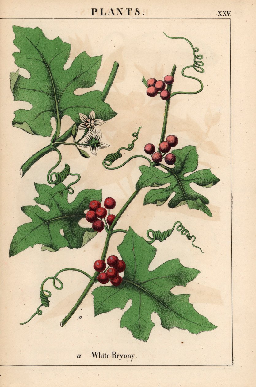 Rød bryony med røde bær. Bryonia dioica   , fra "The Instructive Picturebook, or Lessons from the Vegetable World," [Charlotte Mary Yonge], Edinburgh af English School