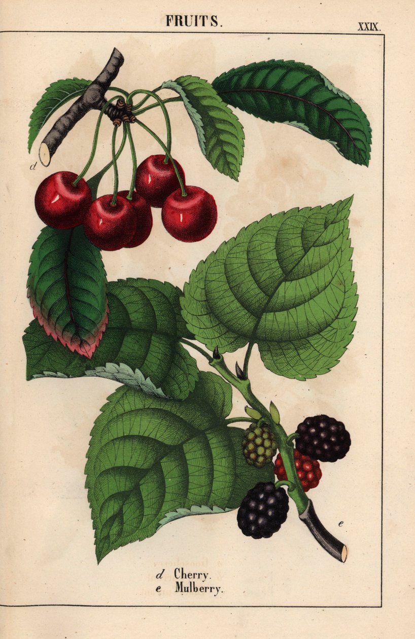 Røde kirsebær og morbærfrugt   , fra "The Instructive Picturebook, or Lessons from the Vegetable World," [Charlotte Mary Yonge], Edinburgh af English School