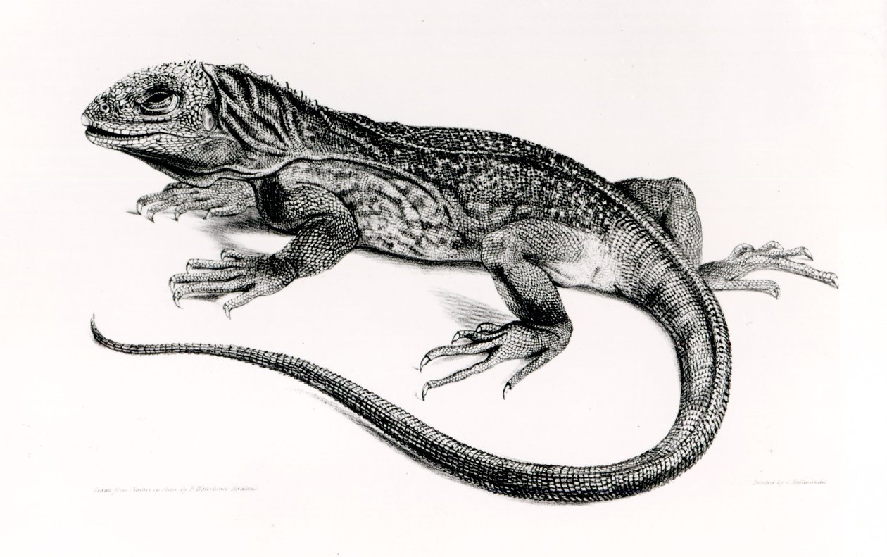 Krybdyr, illustration fra "The Zoology of the Voyage of the Voyage of H.M.S.Beagle, 1832-36" af Charles Darwin (1809-92) af English School