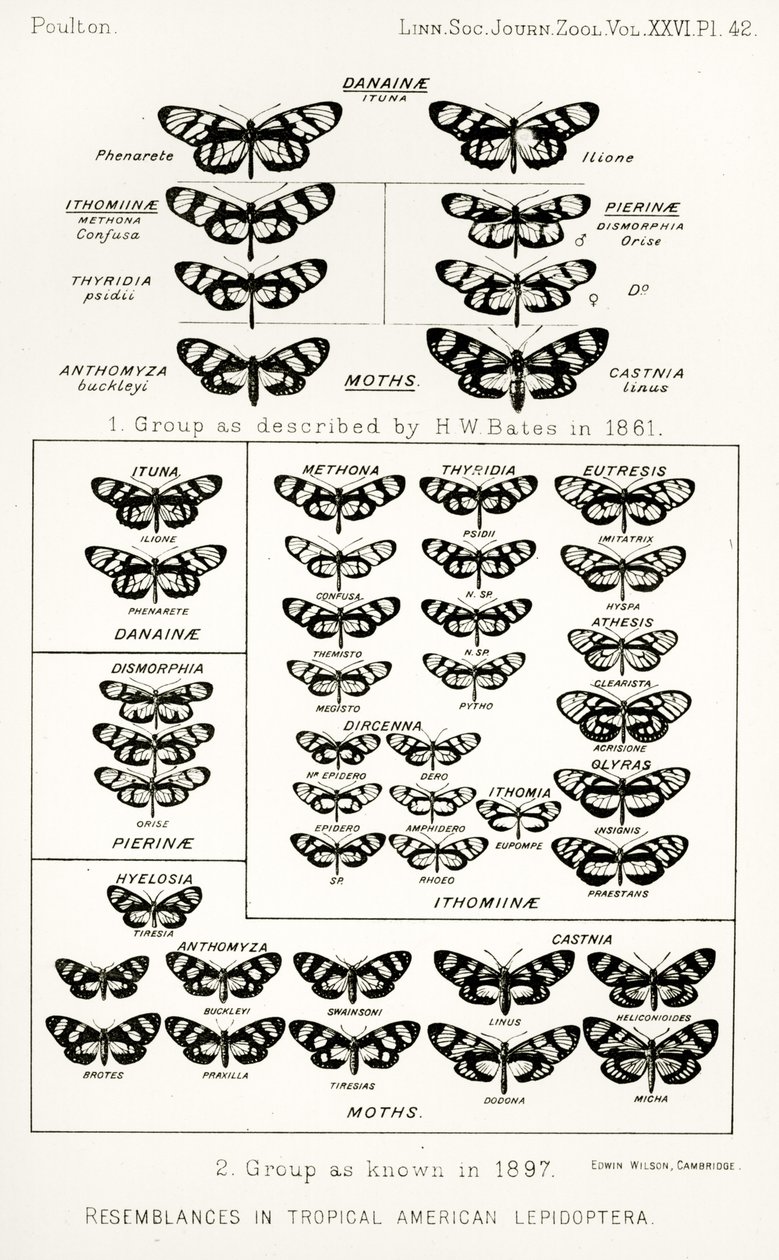 Ligheder i tropiske amerikanske lepidoptera, illustration fra The Hope Reports, Vol. II, 1897-1900., redigeret af Edward B. Poulton, Oxford, 1901 af English School