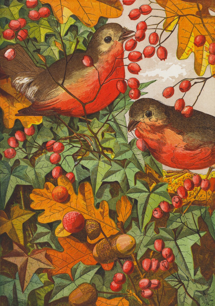 Robins (farvelitografi) af English School