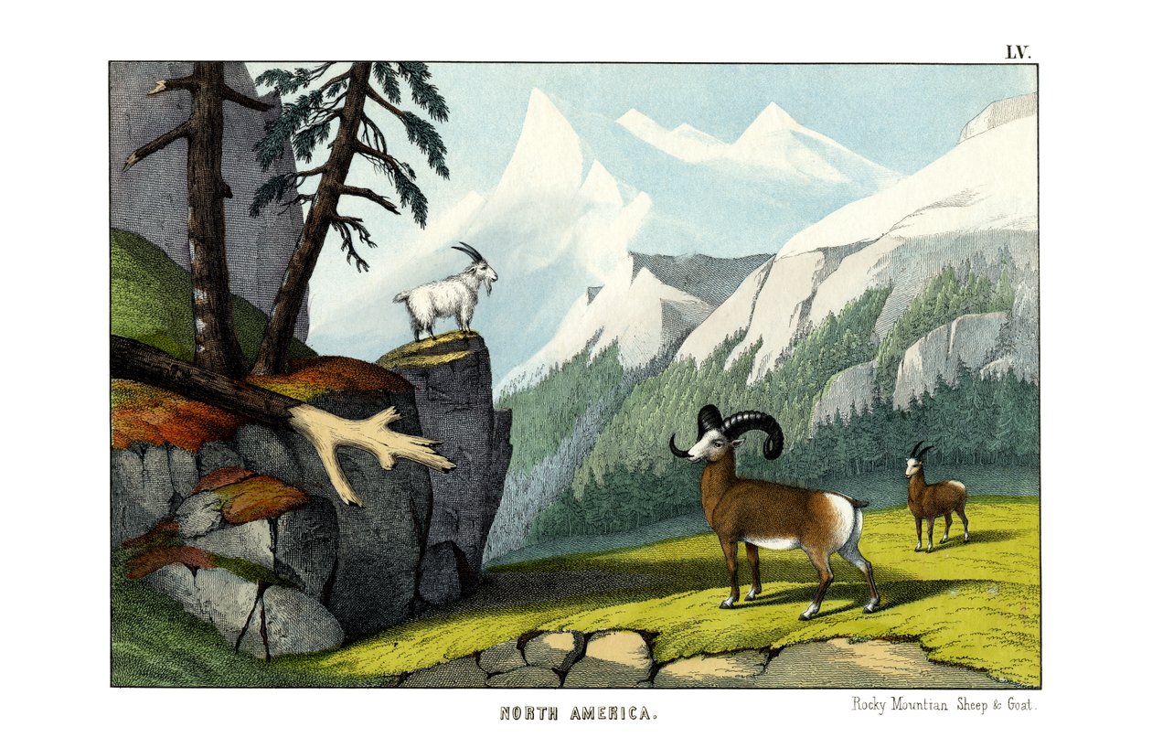 Rocky Mountain-får af English School